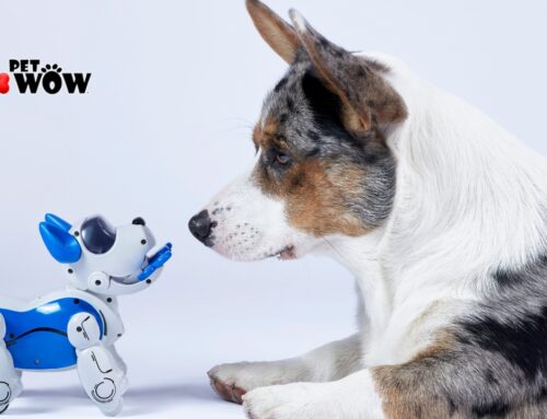 The Best New Tech For Dog Owners