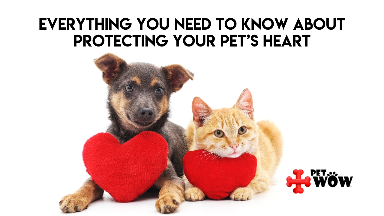 Everything You Need to Know About Protecting Your Pet’s Heart