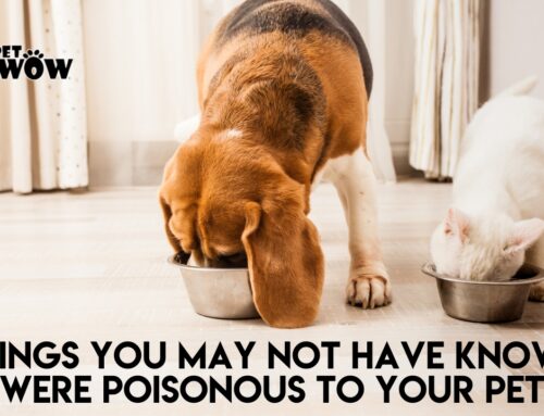 Things You May Not Have Known Were Poisonous To Your Pet