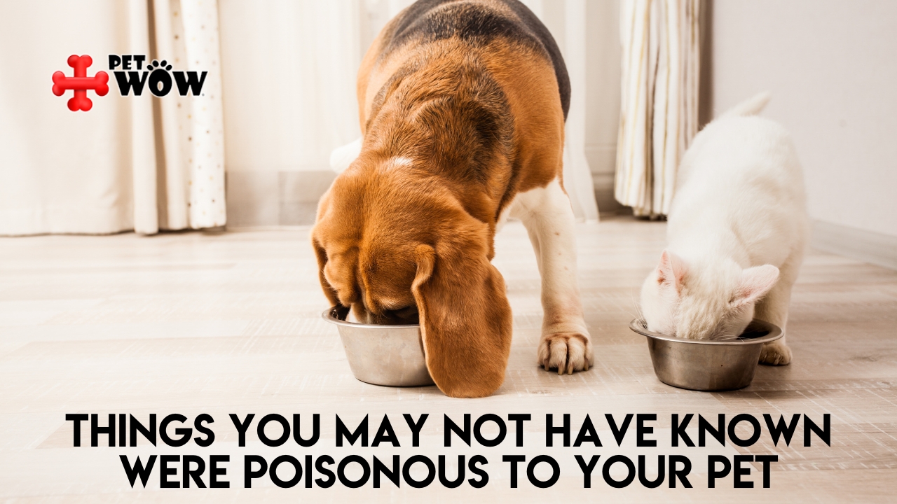 Things You May Not Have Known Were Poisonous To Your Pet