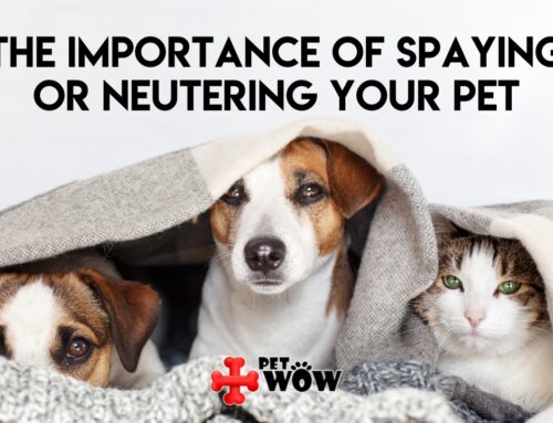 The Importance of Spaying or Neutering Your Pet