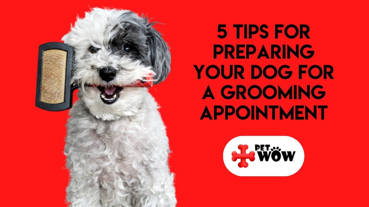 5 Tips for Preparing Your Dog for a Grooming Appointment