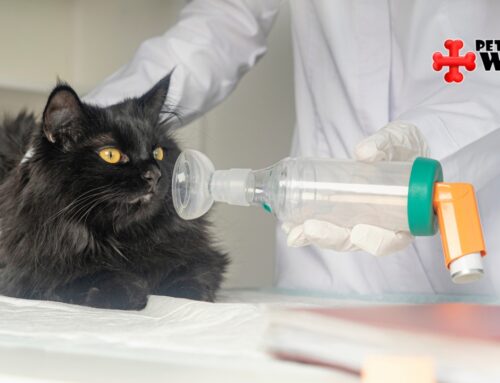 How to Tell if Your Pet Has Asthma