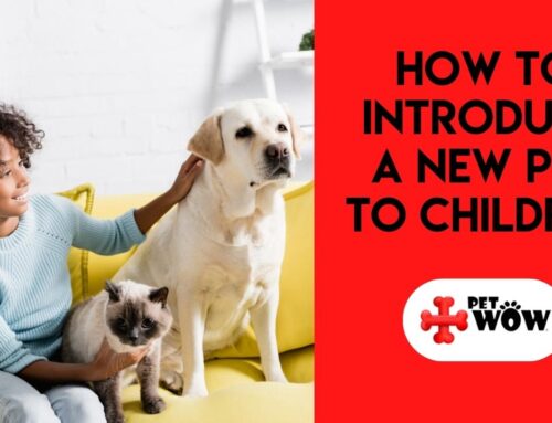 How to Introduce a New Pet to Children