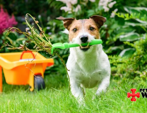 Garden Plants to Keep Away from Your Pet
