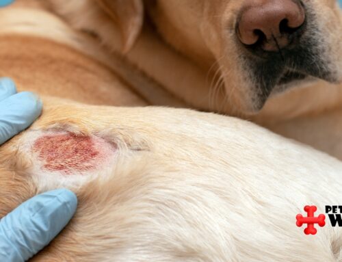 Understanding Common Skin Conditions in Pets