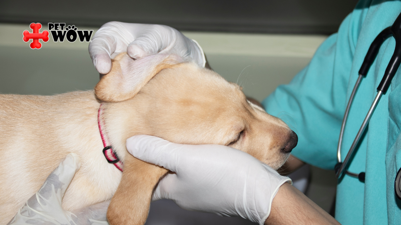Understanding the Dangers of Canine Parvovirus