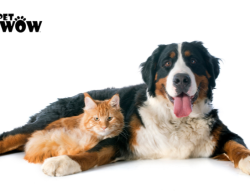 Addressing Common Health Issues in Cats and Dogs