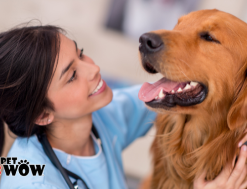 The Benefits of Regular Vet Check-Ups