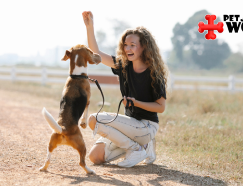 The Role of Positive Reinforcement in Pet Training