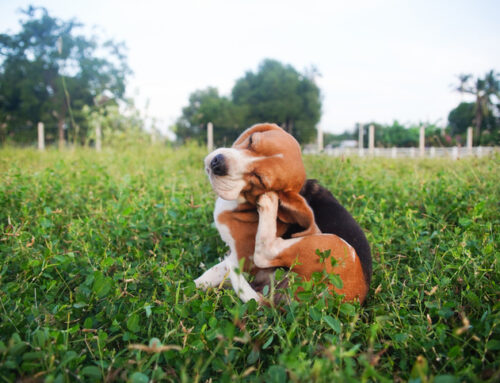 Fleas, Ticks, & Bad Decisions: How to protect your pet this May.