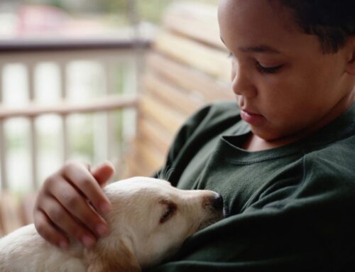 Keeping Pets Safe During Summer Fireworks Displays.