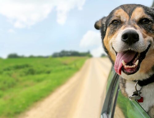 Keep Pets Cool and Safe During the Summer Heat