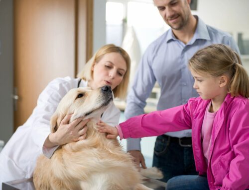 Why Microchipping Your Pet Matters More Than You Think.