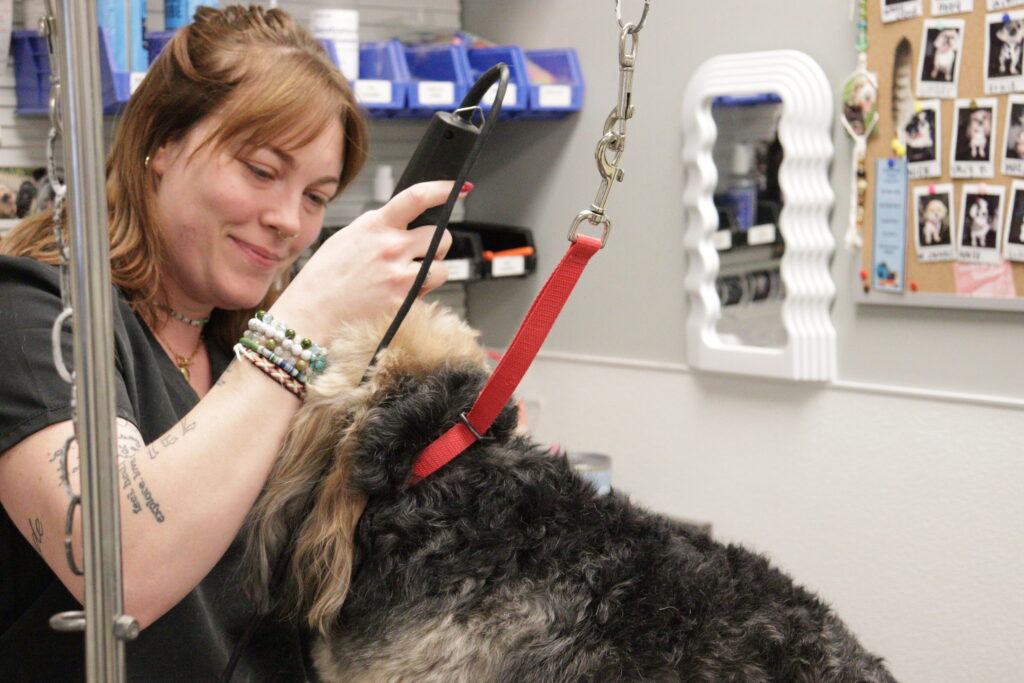 dog-grooming-florence-ky-petwow dog-grooming-florence-ky-petwow