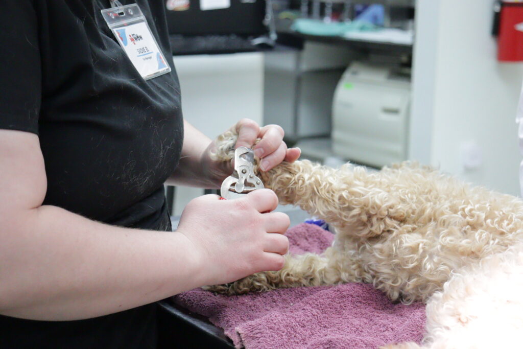 nail-trimming-florence-ky-petwow sedated-dog-getting-nails-trimmed