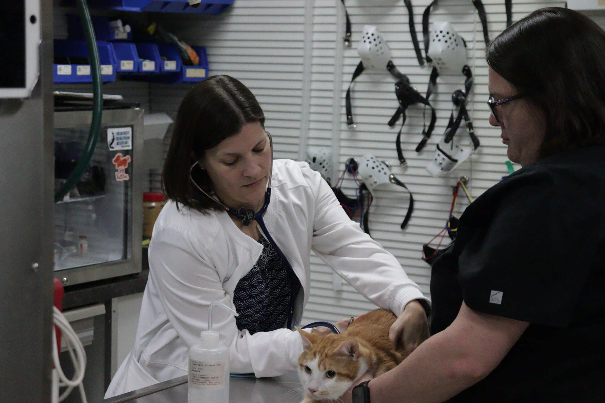 STEPHANIE ECHOLS, DVM