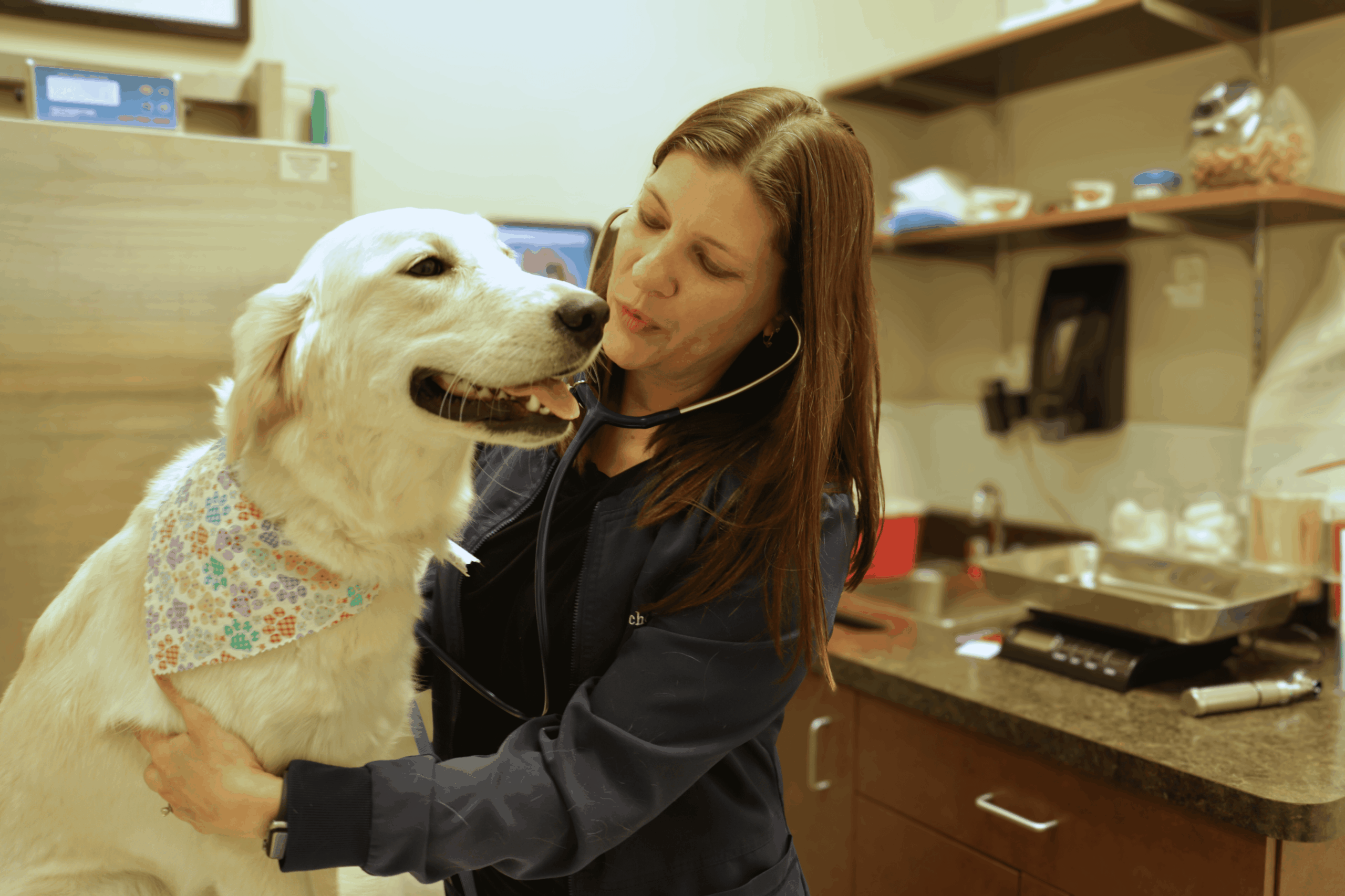 Petwow-florence-ky-wellness-exam