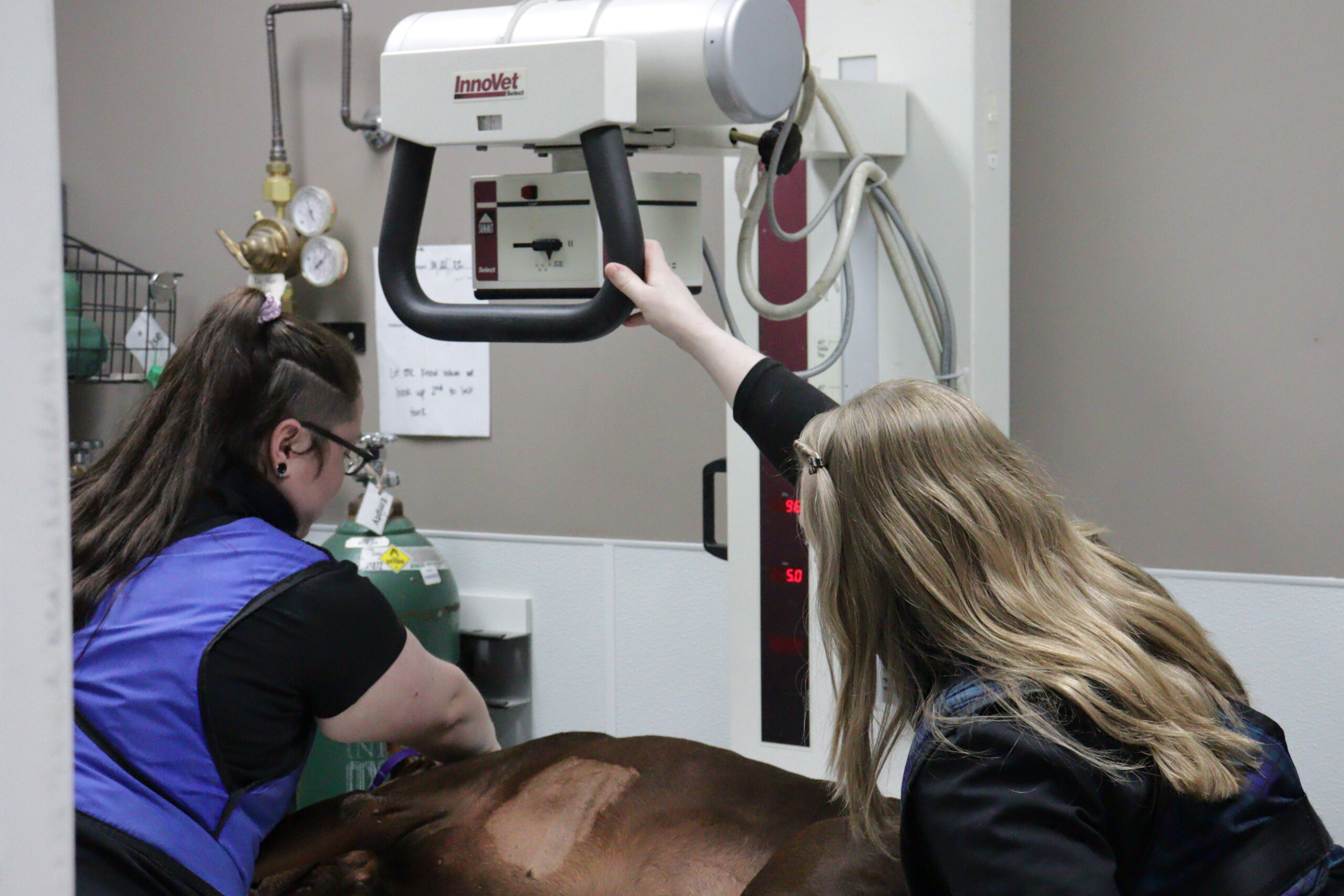 radiology-petwow-florence-ky