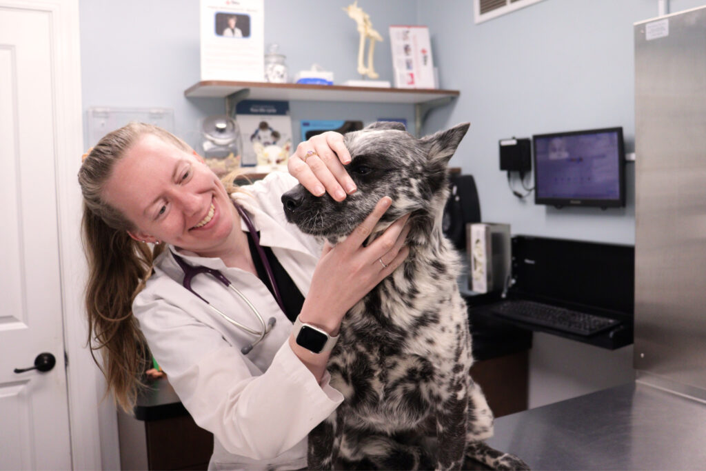 veterinary-exam-highland-heights-petwow-2 veterinary-dental-exam-highland-heights-petwow