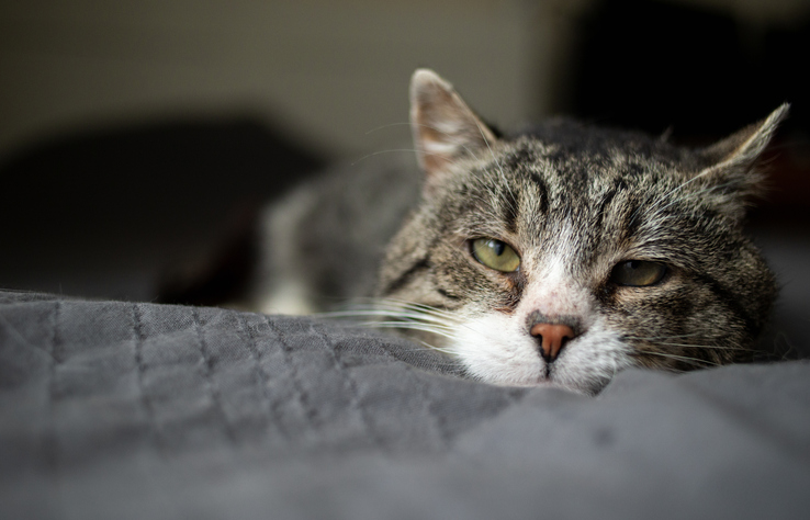 cat-with-potential-urinary-tract-infection