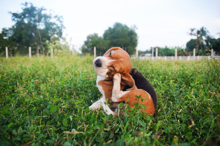 dog-with-allergies