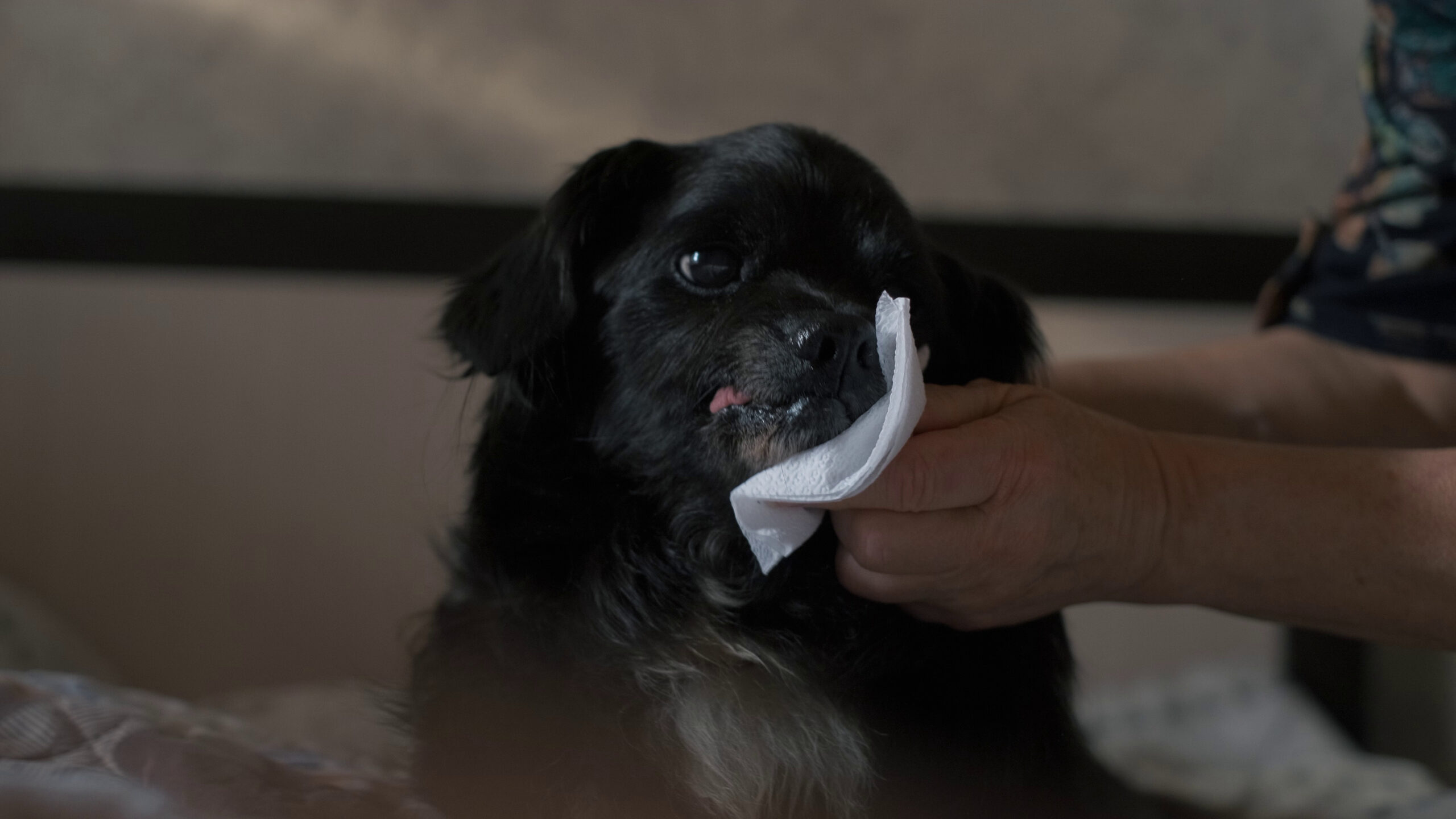 sick-dog-vomiting