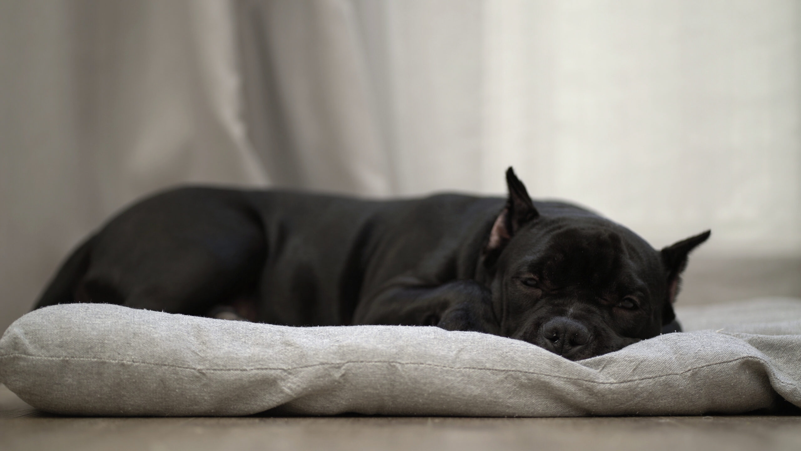 dog-sleeping-in-bed