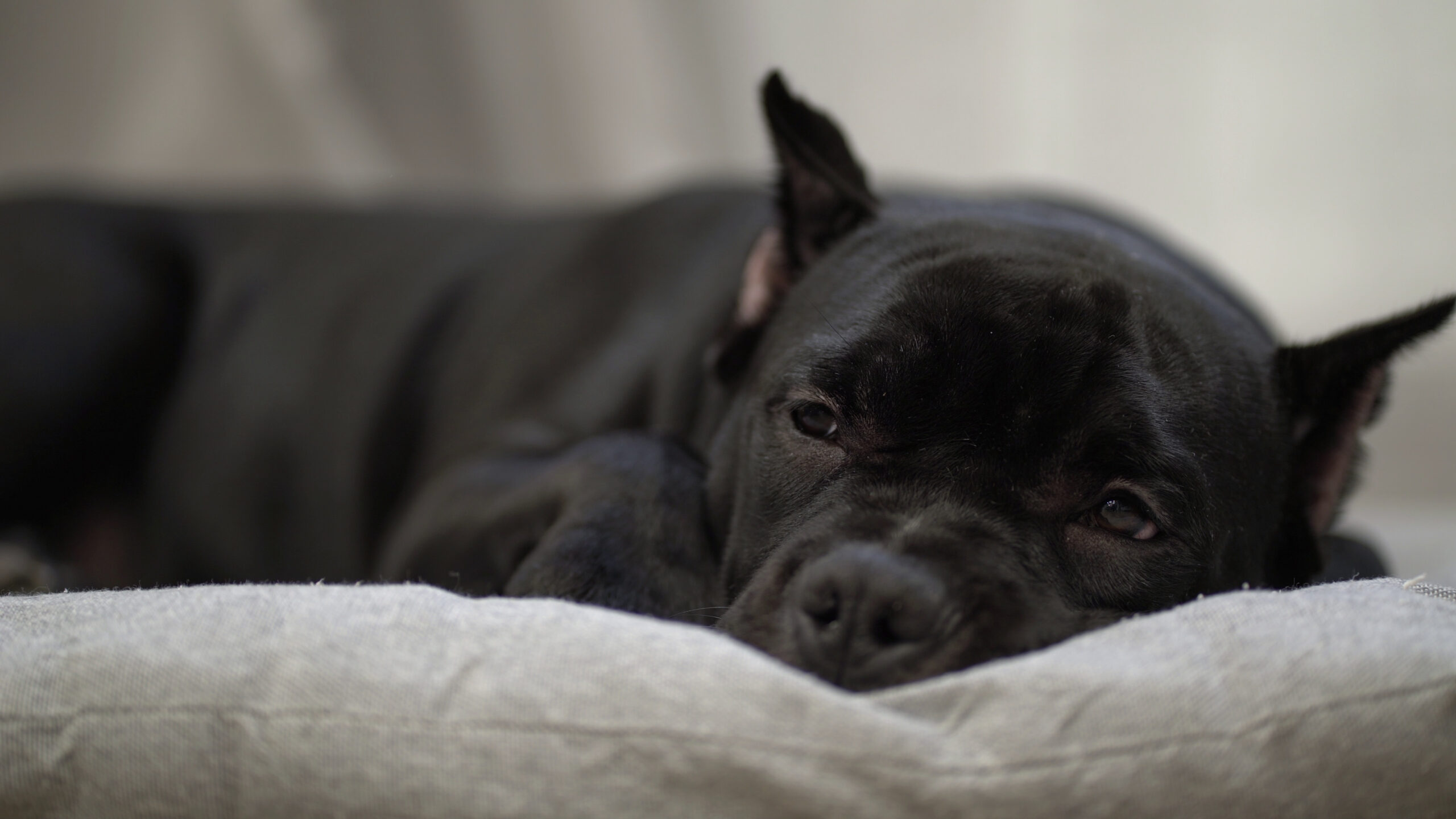 american-bully-dog-lies-at-home-on-the-floor-close-up-SBI-350865691 dog-with-diarrhea