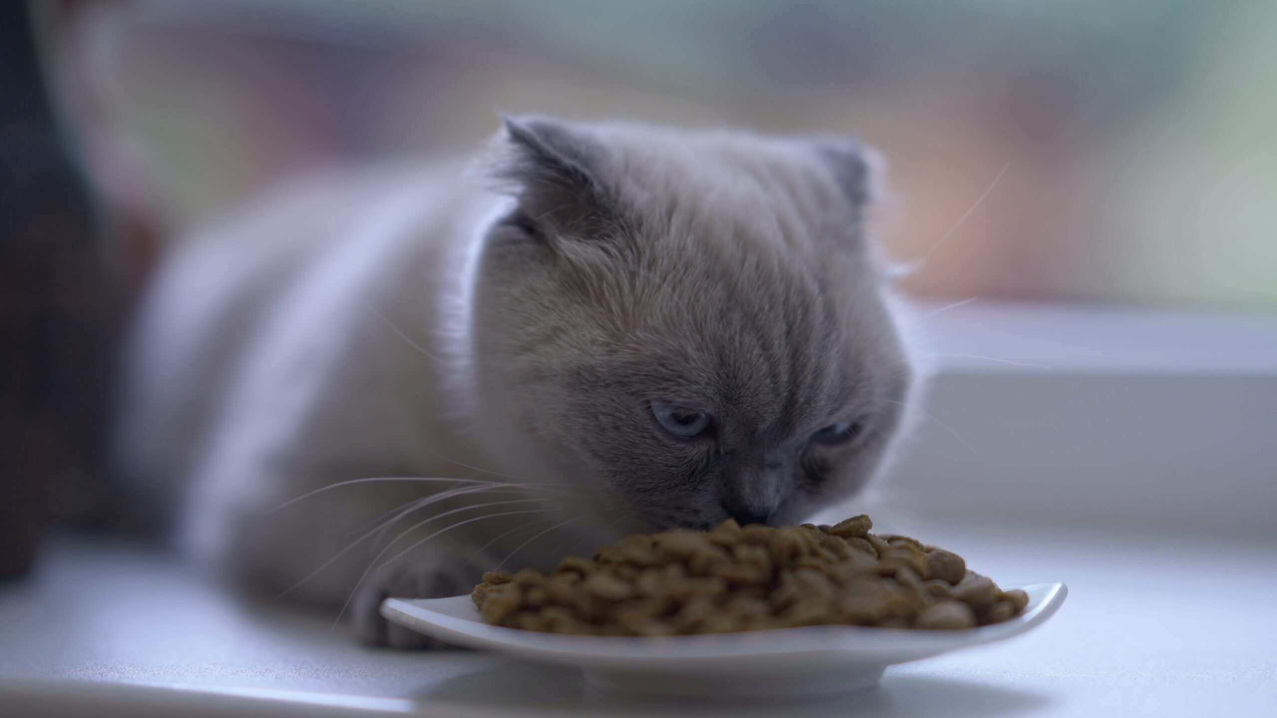 cat-refusing-to-eat