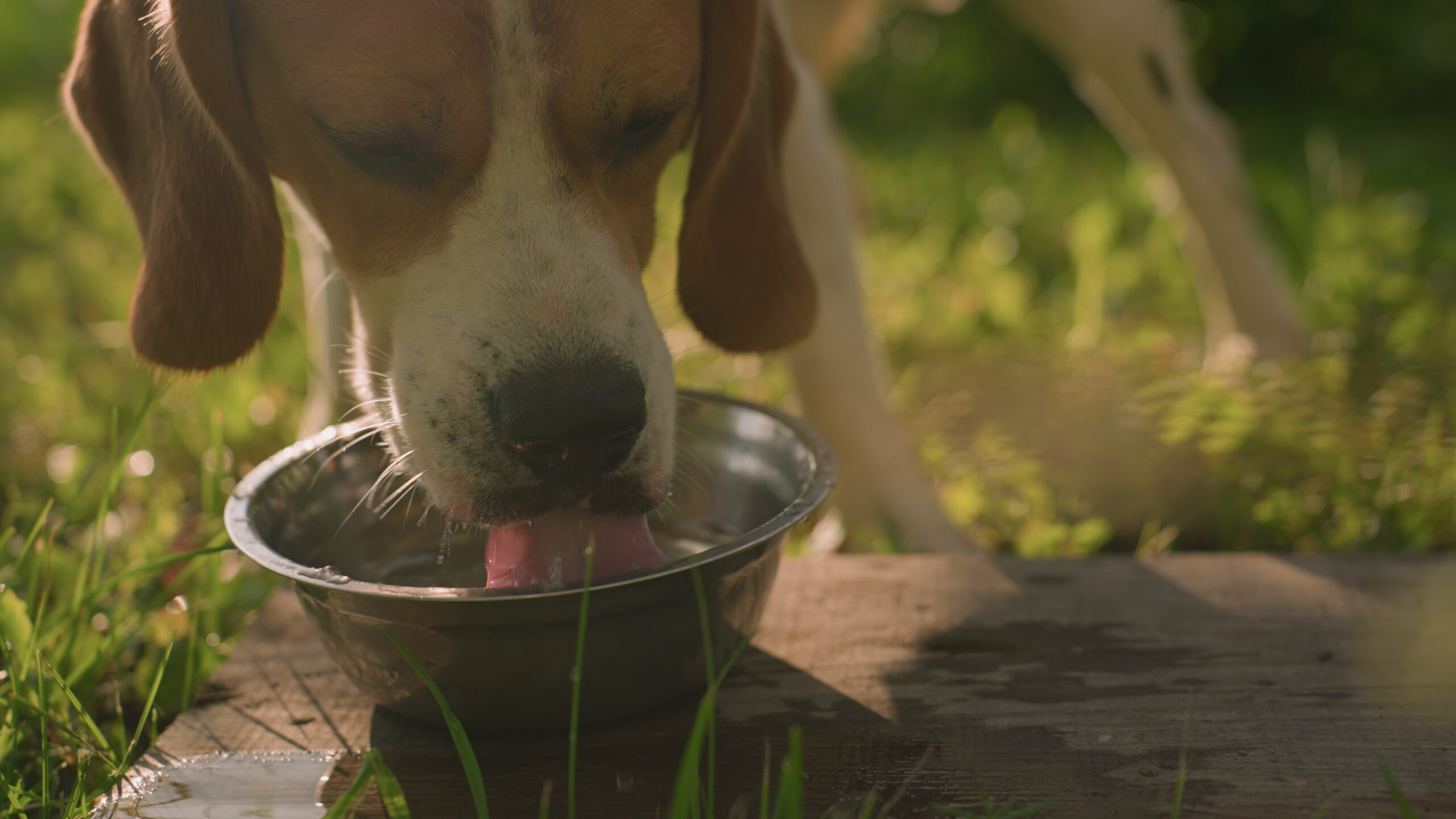 dog-drinking-copious-amounts-of-water