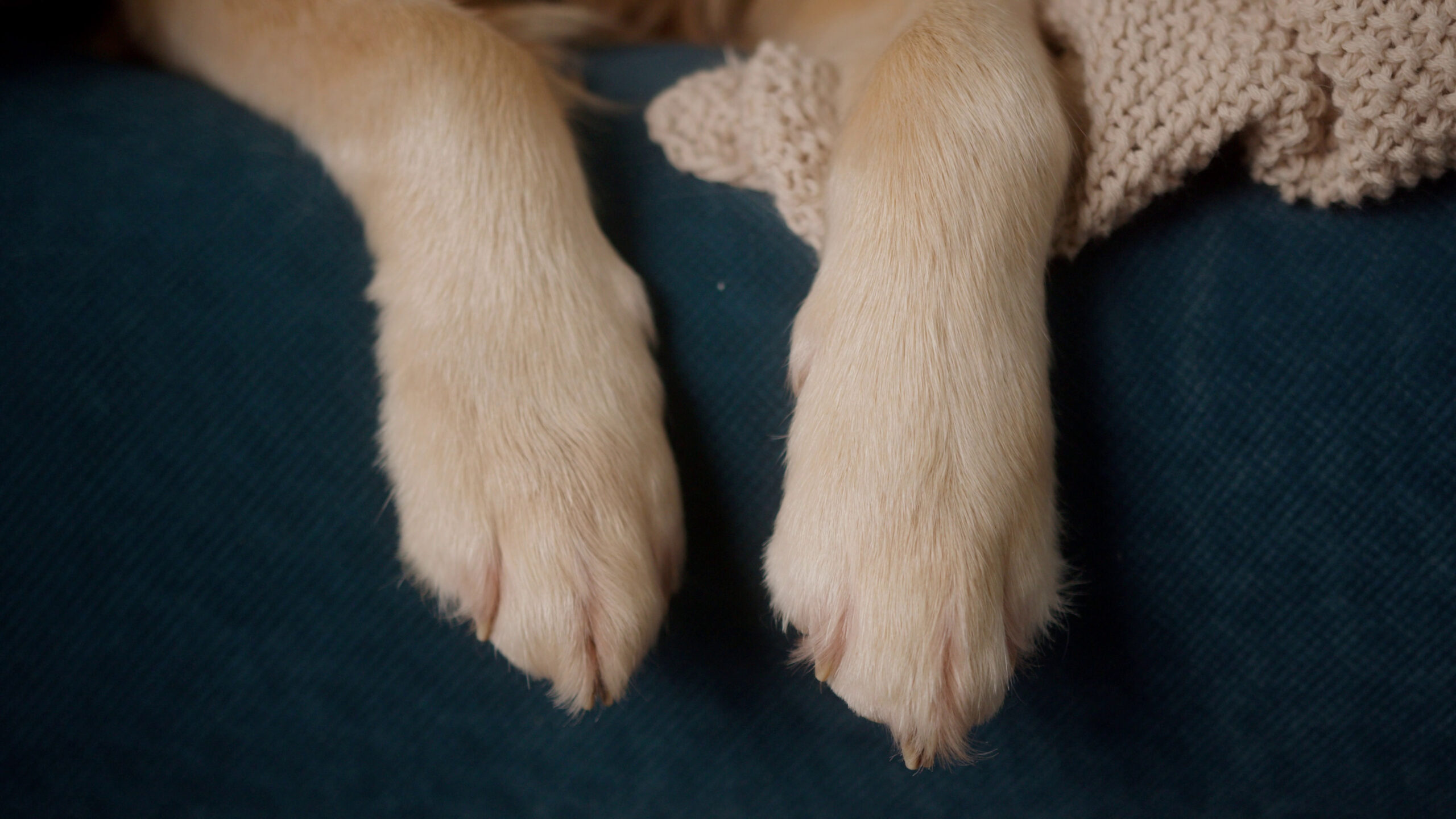 dog-paws