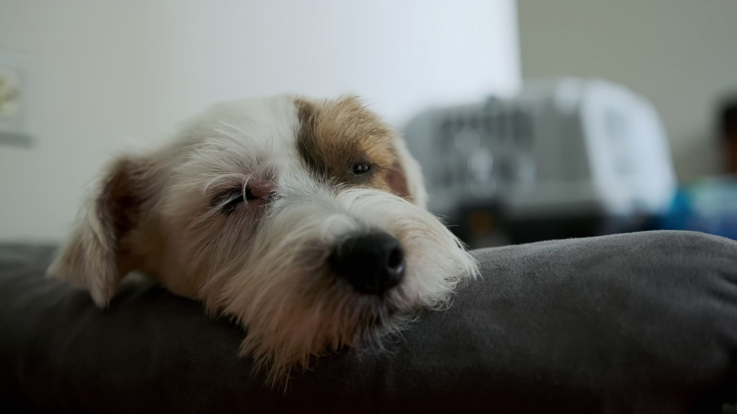 jack-russel-dog-sick-not-eating