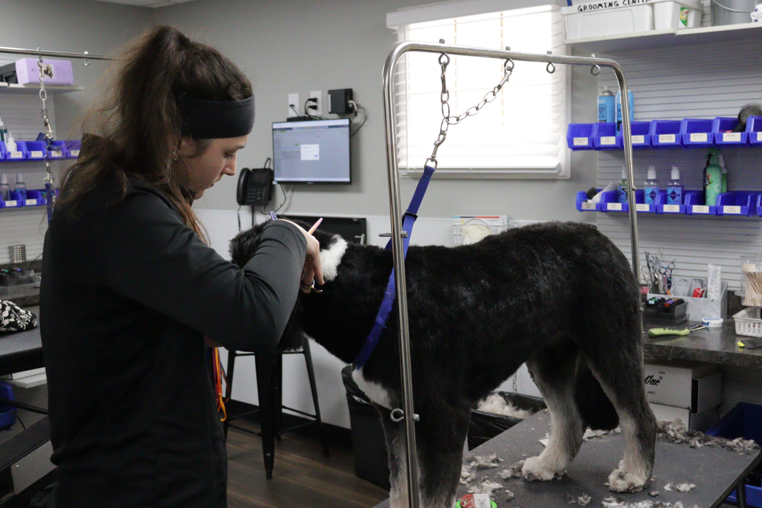 dog-grooming-highland-heights-petwow
