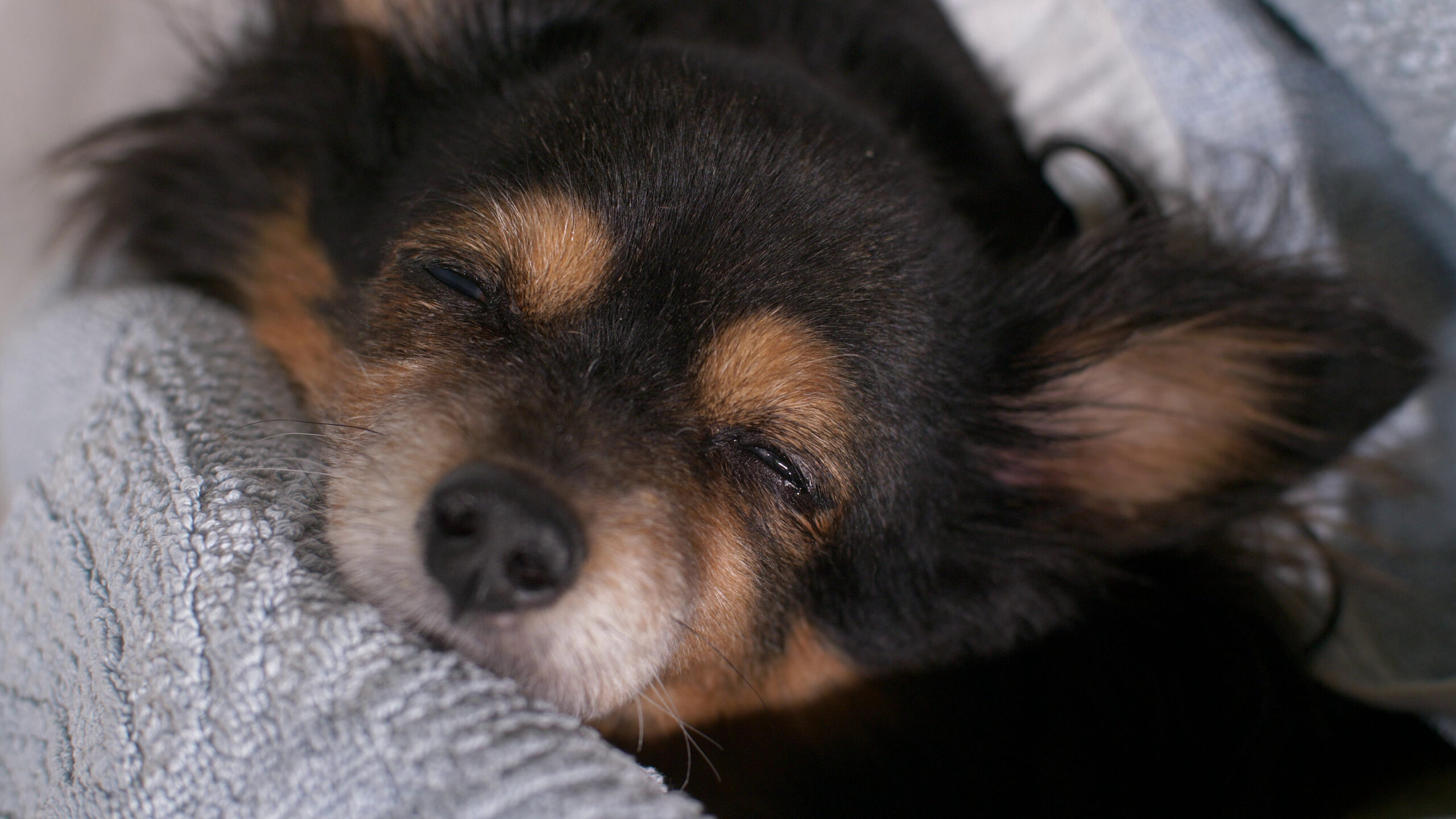 sick-dog-in-a-bed