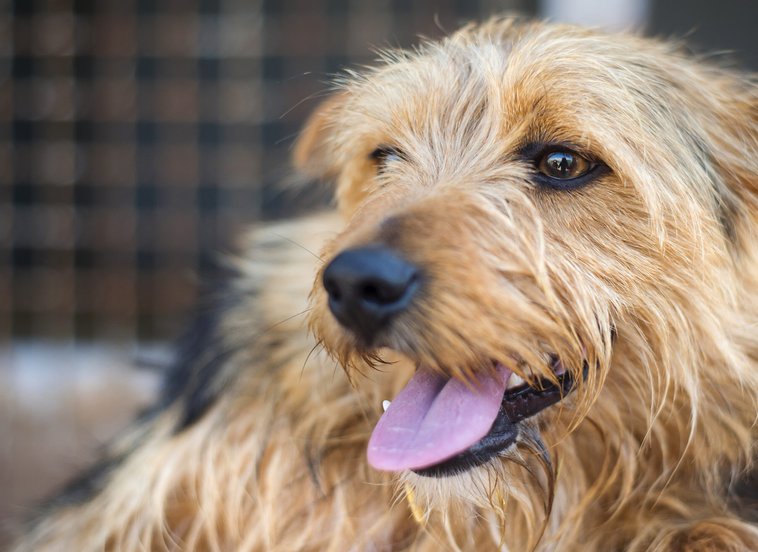 Dog in cage dog-with-potential-ear-infection