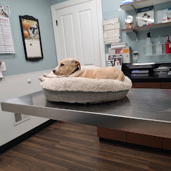 puppy-exam-petwow-highland-heights-ky