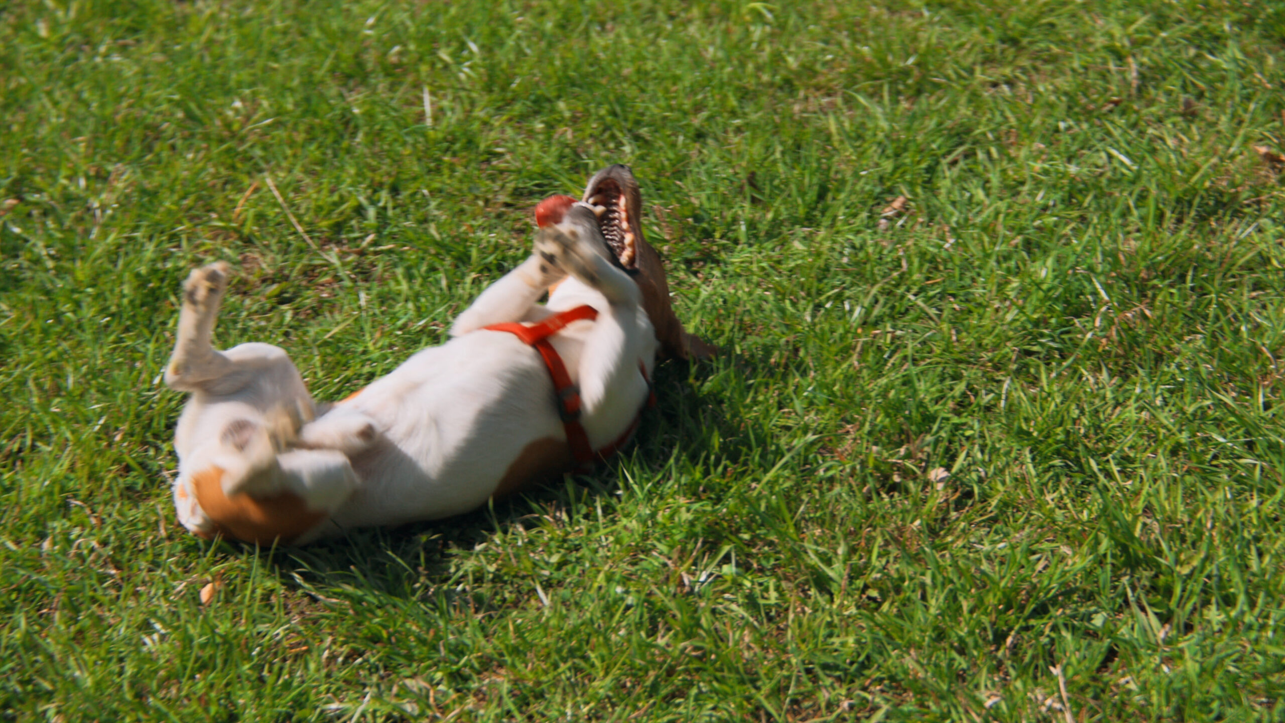 owner-trains-happy-dog-on-green-grass-stock-footage-beautiful-dog-smiles-and-barks-som-SBI-351561671 itchy-dog