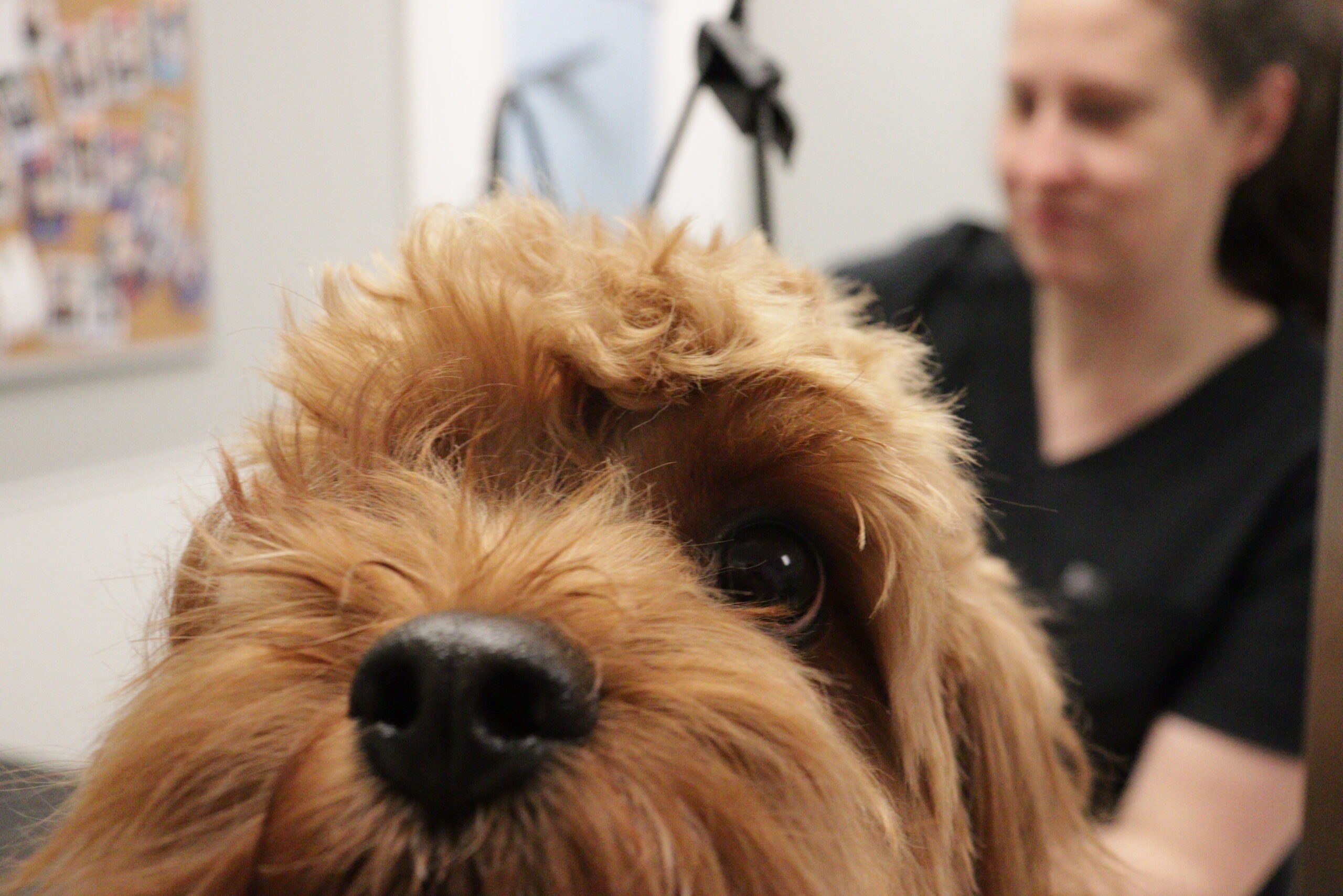 dog-grooming-petwow-florence
