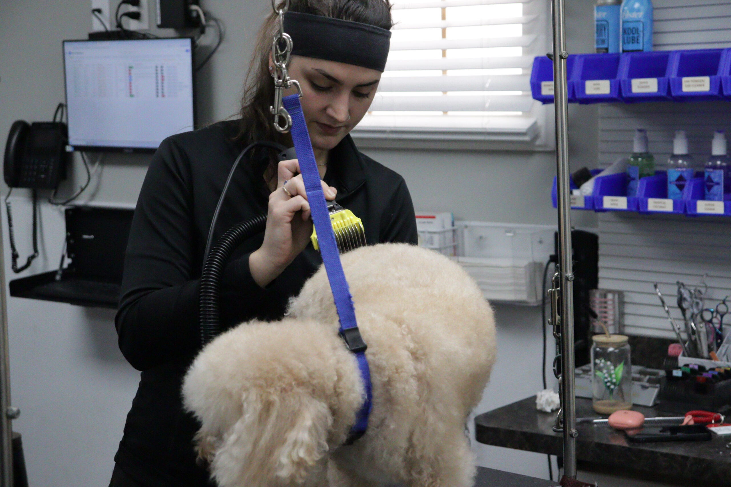 pet-grooming-highland-heights-petwow