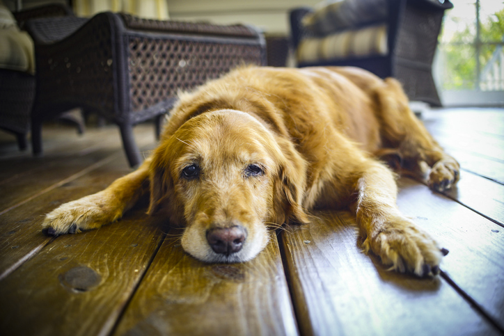 pet-health-questions