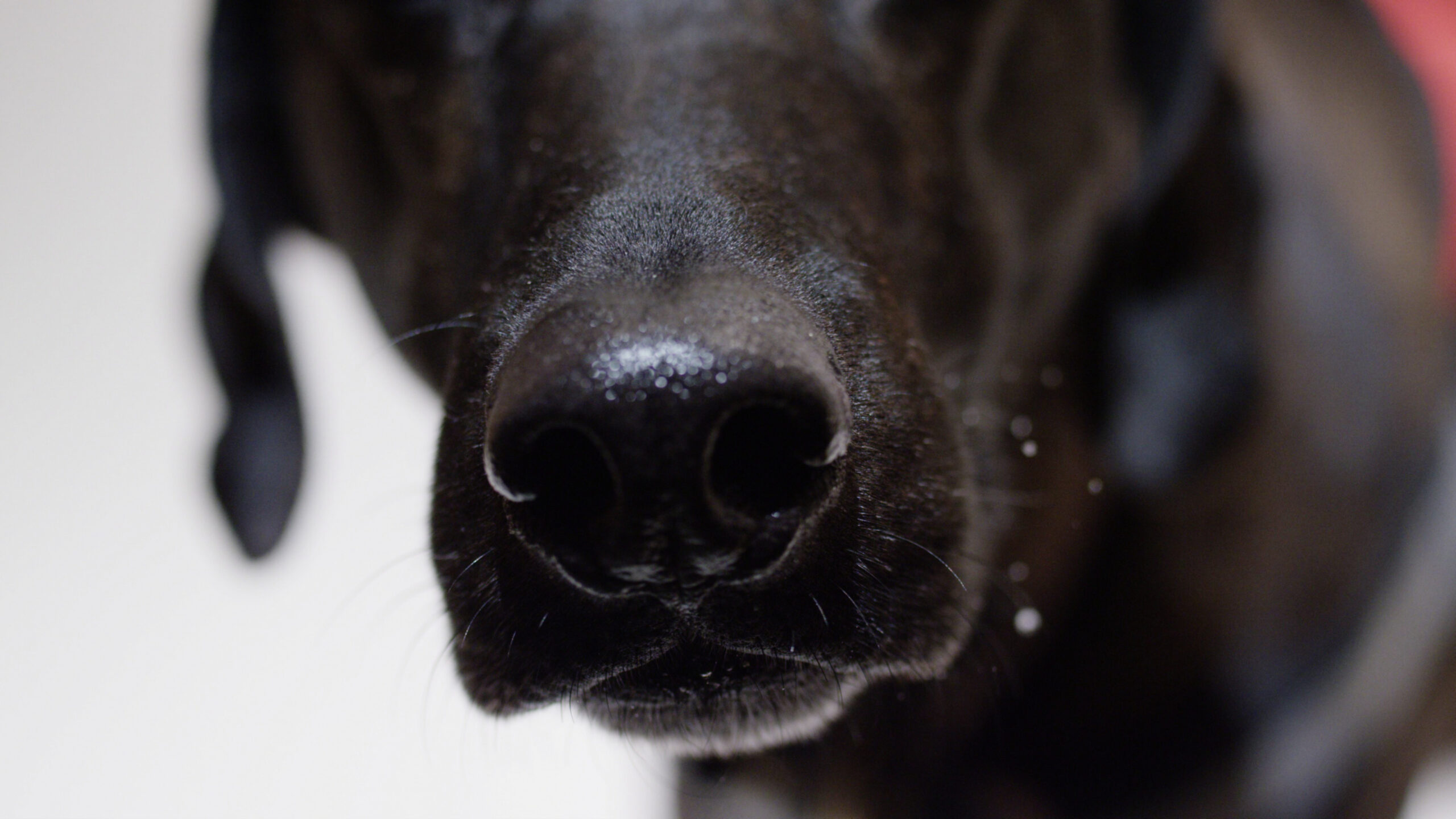 pet-lifestyle-dog-nose-and-eyes-rack-focus-from-one-to-the-other-SBI-350688360