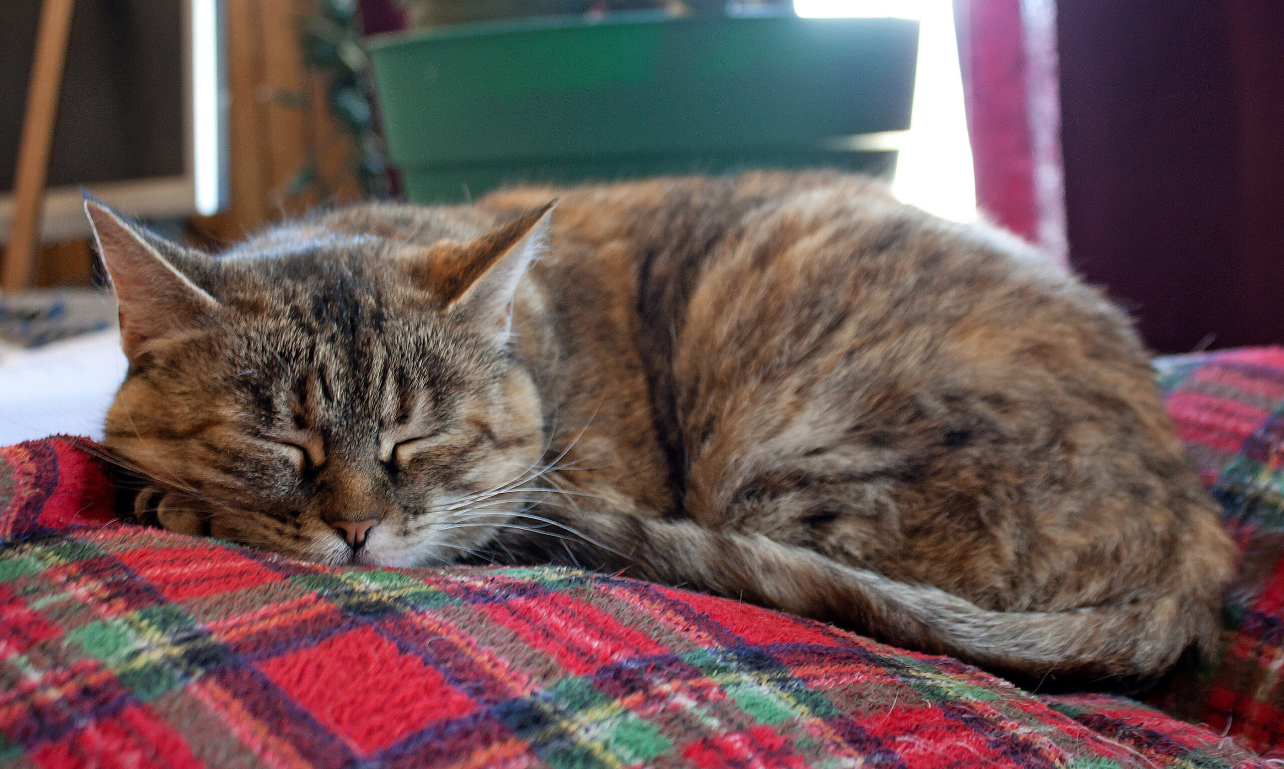 sick-cat-laying-on-pillow sick-cat-laying-on-pillow