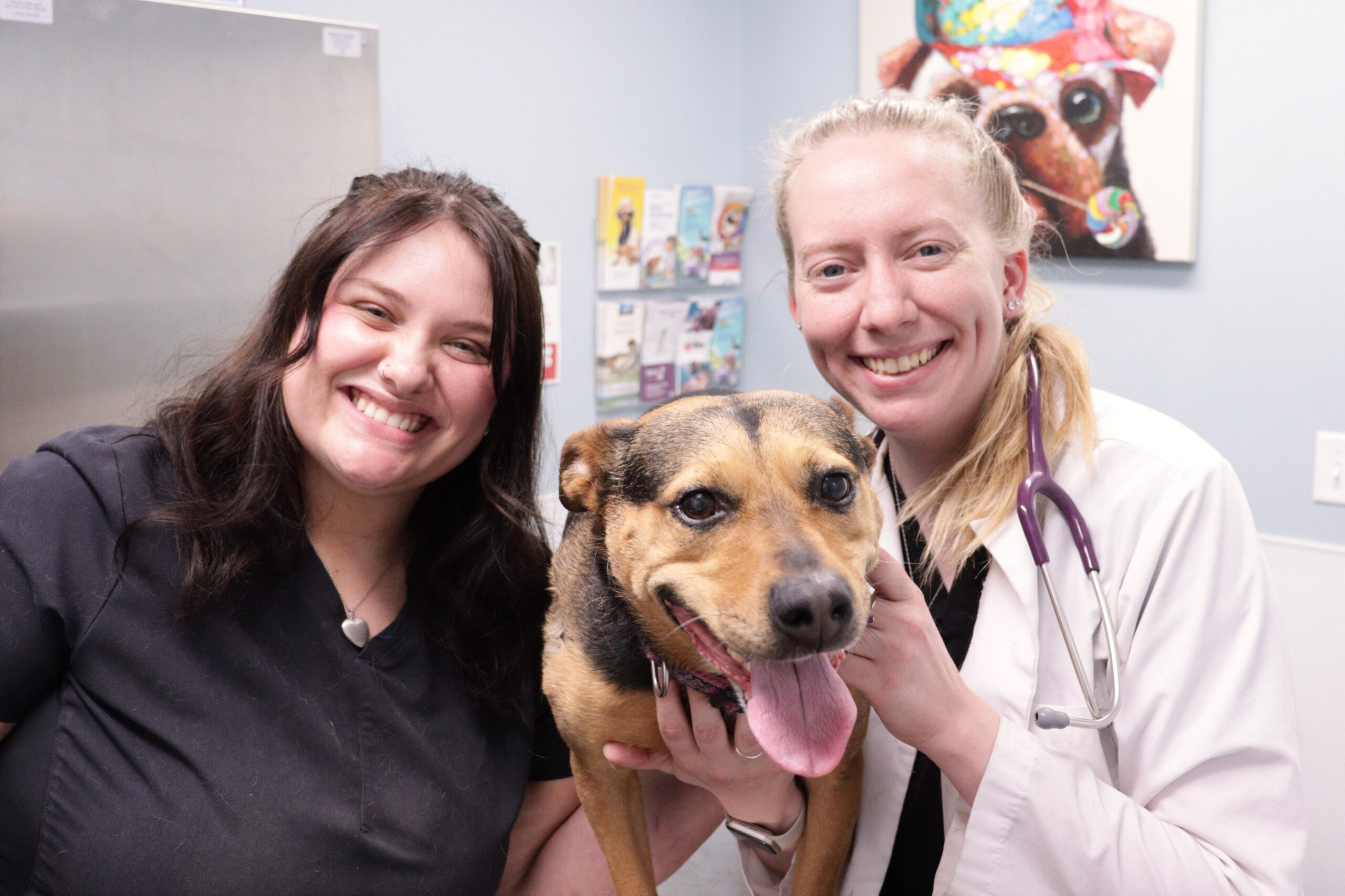 veterinary-exam-highland-heights-petwow-dog-3 pet-wellness-exam-petwow-highland-heights-ky