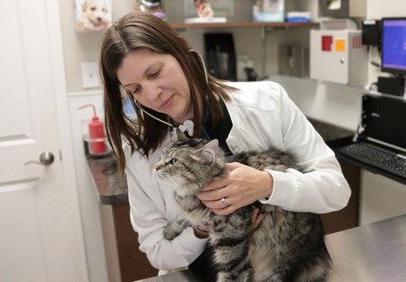 northern kentucky vet care northern-kentucky-veterinary-care