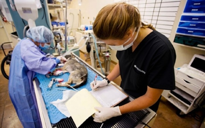 veterinary-surgery